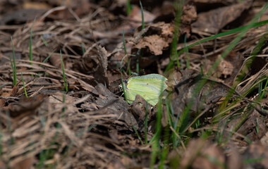 Close up shot of a yellow butterfly
