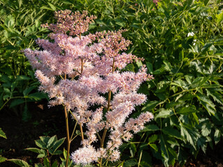 False Goat's Beard (Astilbe x lemoinei) 'Rubella' with attractive divided leaves and erect...