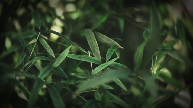 The light and shadow of bamboo on green leaves, plants and plants, natural beauty, atmosphere, tranquility, comfort, freehand brushwork, leisure, relaxation, breeze, swaying, poetic
