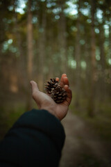 pine cone in the hands