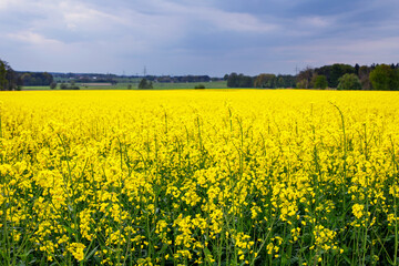 Obraz premium Panoramic View of Blooming Rapeseed Fields in European Farmland