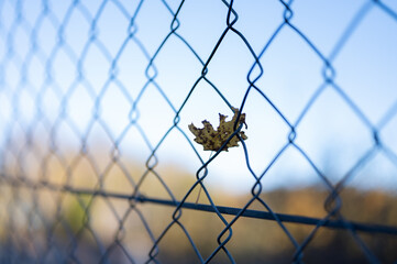 Close up shot of a leaf stuck in the fence