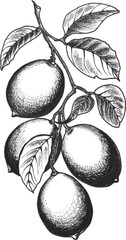 Lemons on a branch with leaves. EPS botanical graphics illustration for stickers, patterns, wrapping paper,
 postcards, design, fabric, prints on clothes, embroidery.
