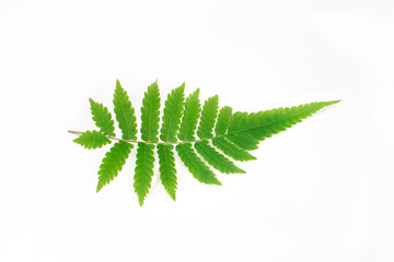 fern grass leaves on white background