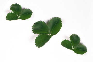 three strawberry leaves isolated on white background