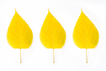 yellow mulberry leaves on white background
