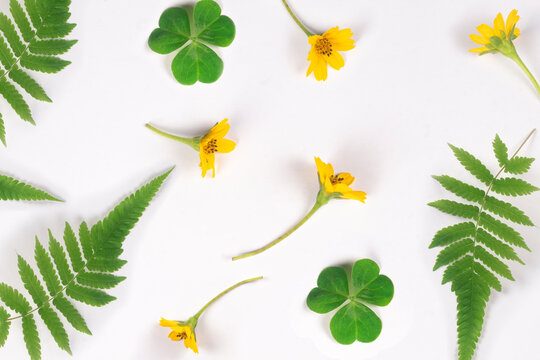 Collection photo of clover leaves, ferns and yellow flowers in summer on white background