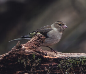 Vögel