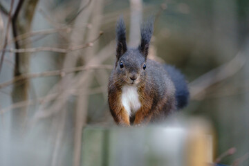 Eichhörnchen, draußen im Wald