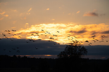 A flock of birds flying in the atmospheric sky with the sunset in the background
