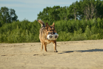 A dog with a hat walks on the beach