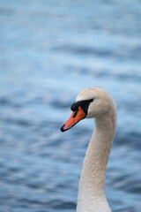 A closeup shot of a swan looking into the horizon
