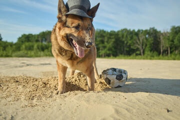 A dog with a hat walks on the beach