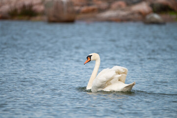Swan swimming in the ocean