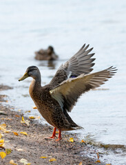 Duck spreading its wings in the beach