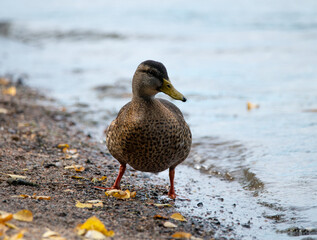 Duck standing on the beach
