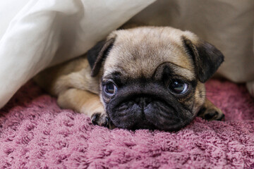 a sleepy pug puppy is lying on a pink pillow in the bedroom bed