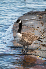 White-cheeked goose standing in the rocks