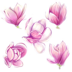 Watercolor magnolias. Set of pink spring flowers. Clipart in romantic style