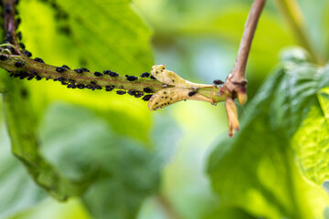 Aphids, black fly (black bean aphids, blackfly) on leaves. Close up and selective focus of a plant covered with a large number of black pest insects. Bean aphid (Aphis fabae) or blackfly