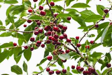 ripe juicy cherry berries on tree branches. a good harvest of many cherries