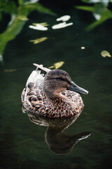 Duck posing with its reflection in the pond