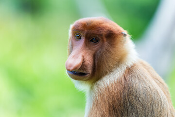 The proboscis monkey (Nasalis larvatus) or long-nosed monkey is a reddish-brown arboreal Old World monkey with an unusually large nose. It is endemic to the southeast Asian island of Borneo.
