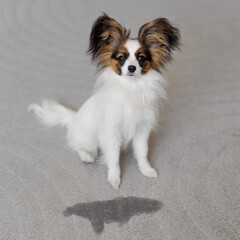 Cute papillon dog puppy sitting near puddle on carpet