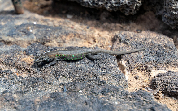 a close up image of a small grey lizard with green spots warming up on a rock in the sunshine.