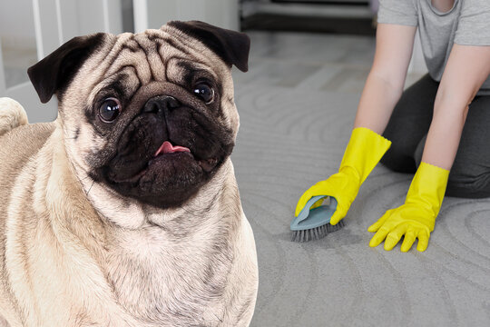 portrait of cute pug dog and woman cleaning spot on carpet