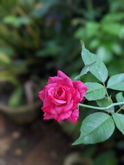 pink rose in garden