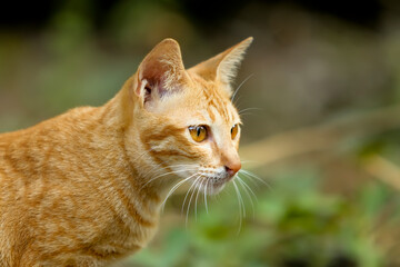 close up of orange cat with blur background