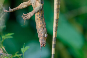 Dead Asian water monitor lizard varanus, dead animal