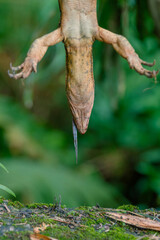 Dead Asian water monitor lizard varanus, dead animal