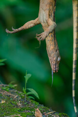 Dead Asian water monitor lizard varanus, dead animal