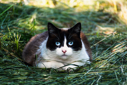 Cute domesticated black and white cat with blue eyes staring at the camera, bicolor fur, outdoor scene, felis catus