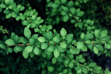 Branch with green leaves. Natural textured green background, leaves pattern. Close-up view