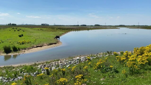 Water buffalo in the Dutch National Park De Biesbosch, a freshwater tidal wetland nature and recreation area in Brabant, South Holland for nature lovers and bird watchers.