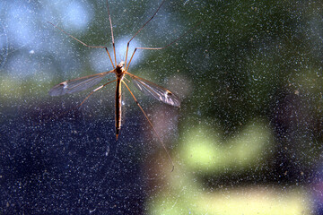 Insect on the window