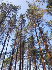 stock photo of a pine tree