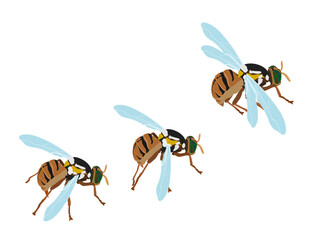 Bactrocera correcta on white background.