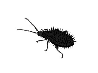 Dicladispa armigera on white background.