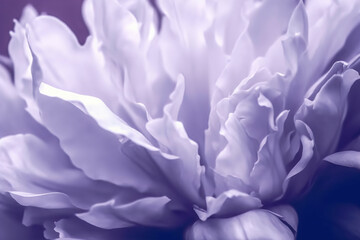 Peonies flowers background toned in the color of the year Very Peri