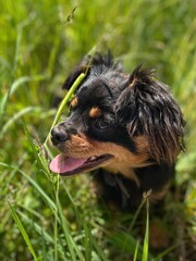 dog in grass