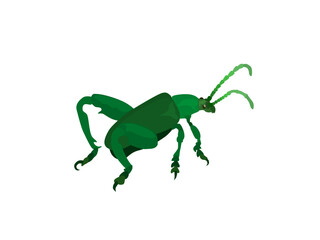 Obraz premium Sagra Femorata on a white background.