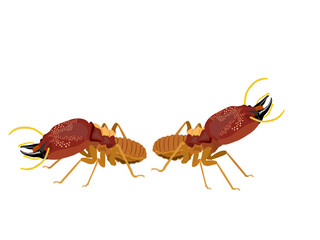 Termites on a white background.