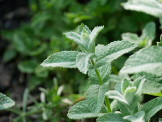 frost on the leaves