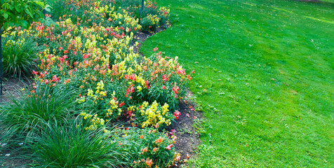 Garden with a flowers and a lawn. Wide photo.