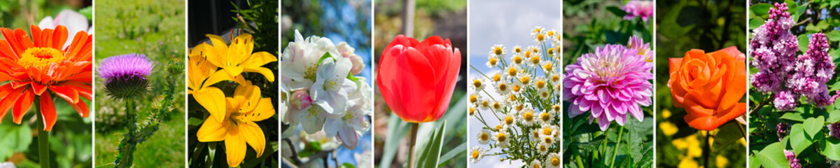 collage of summer gardens and flowers. Wide photo.