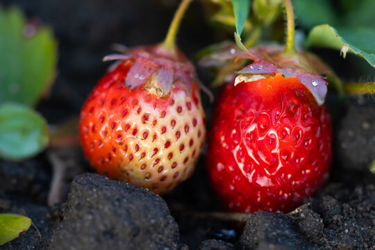 Close up photo of strawberries in evening light.
